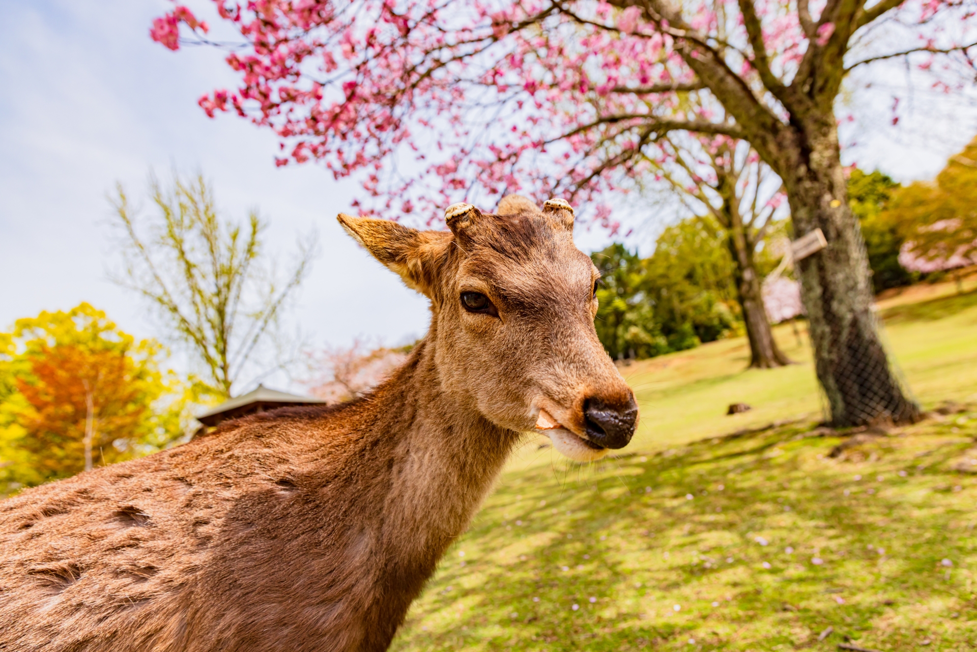 四川省特産の朝天辣椒（チョウテンラージャオ）
